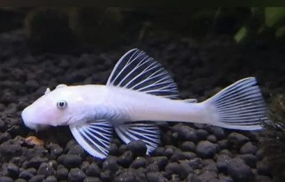 Reference photo of L144 Snow White Pleco