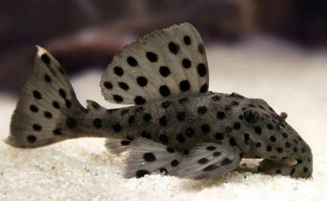 Reference photo of L246 Sultan Pleco