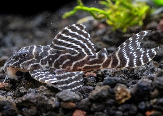 Reference photo of L333 King Tiger Pleco
