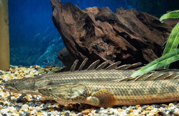Reference photo of Lapradei Bichir