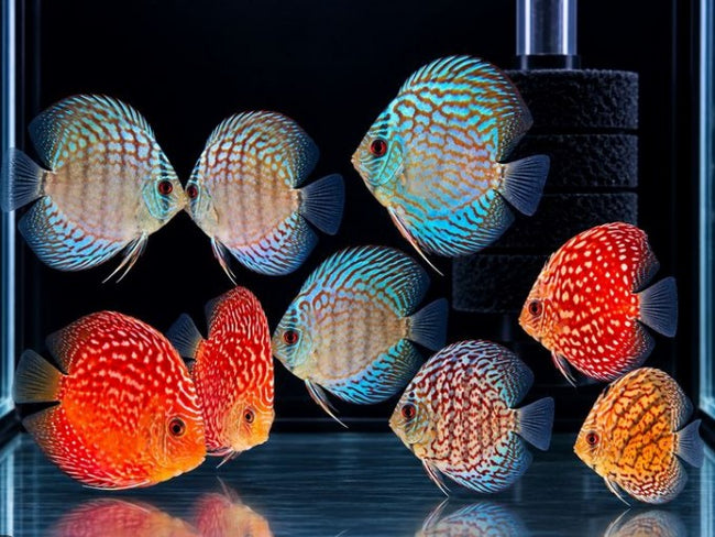 Reference photo of Assorted Discus