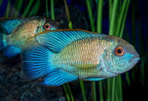 Reference photo of Electric Blue Acara