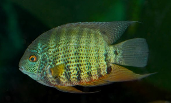 Reference photo of Green Severum