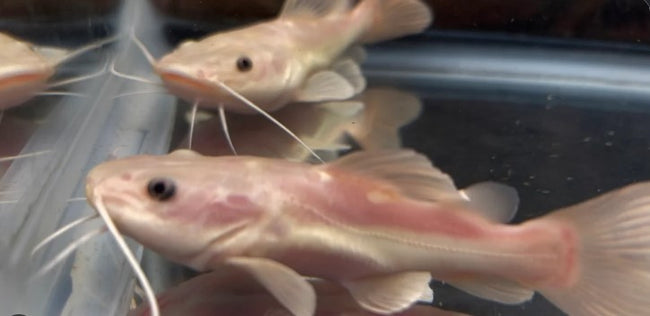 Reference photo of Phantom Redtail Catfish