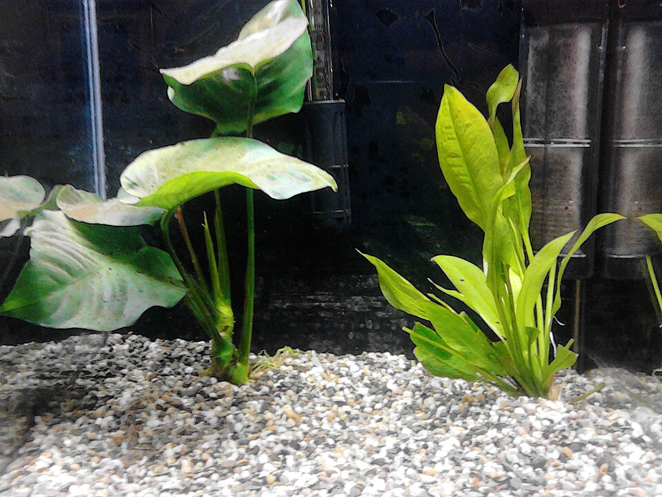 Reference photo: Anubias barteri · Broad leaf; Anubias shown on the left.