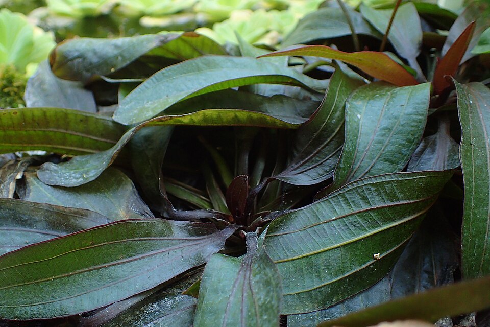 Reference photo of Anubias barteri · Coffeefolia