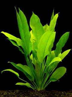 Reference photo of Echinodorus bleheri