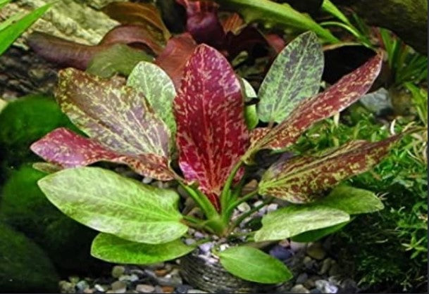 Reference photo of Echinodorus · Red Flame