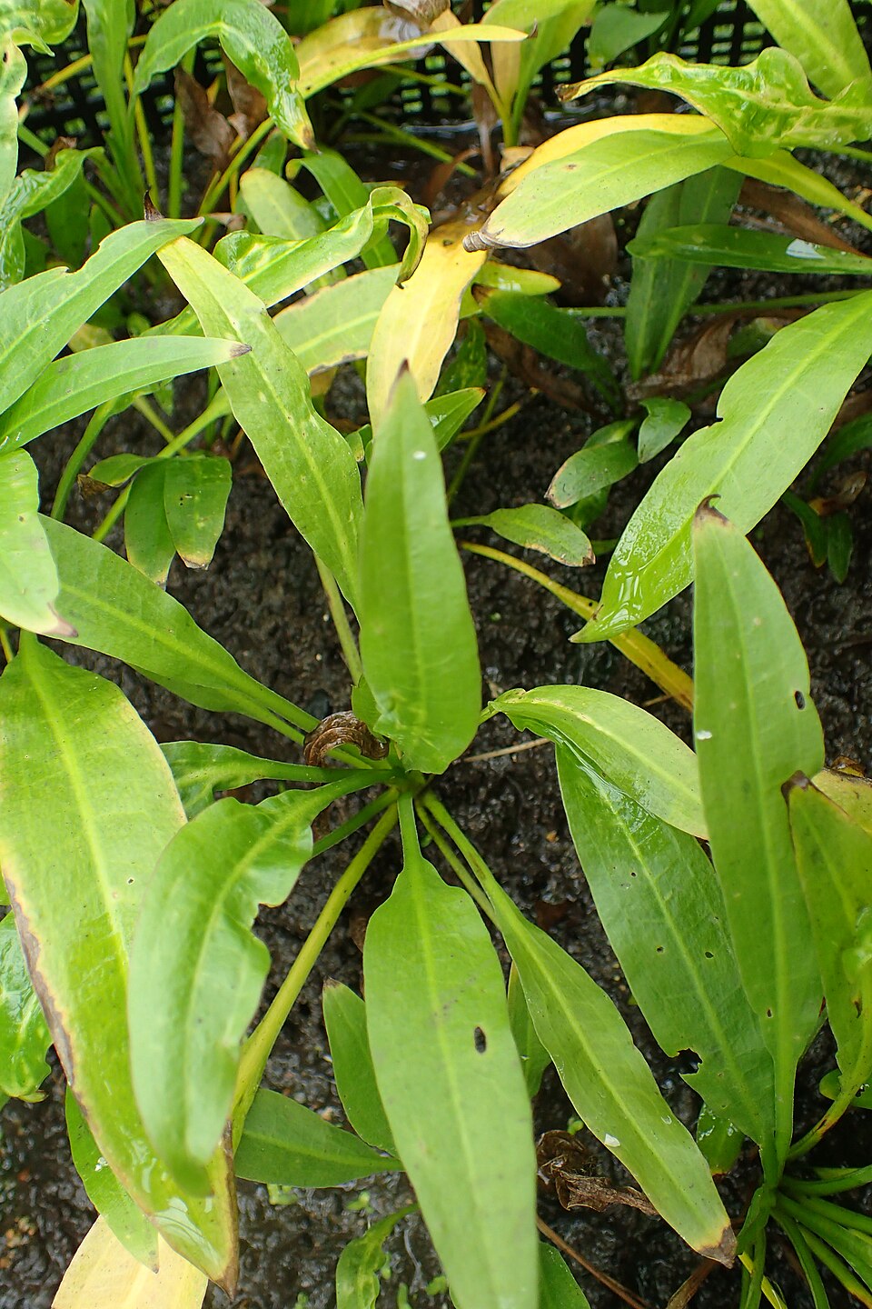 Reference photo of Echinodorus grisebachii (amazonicus)