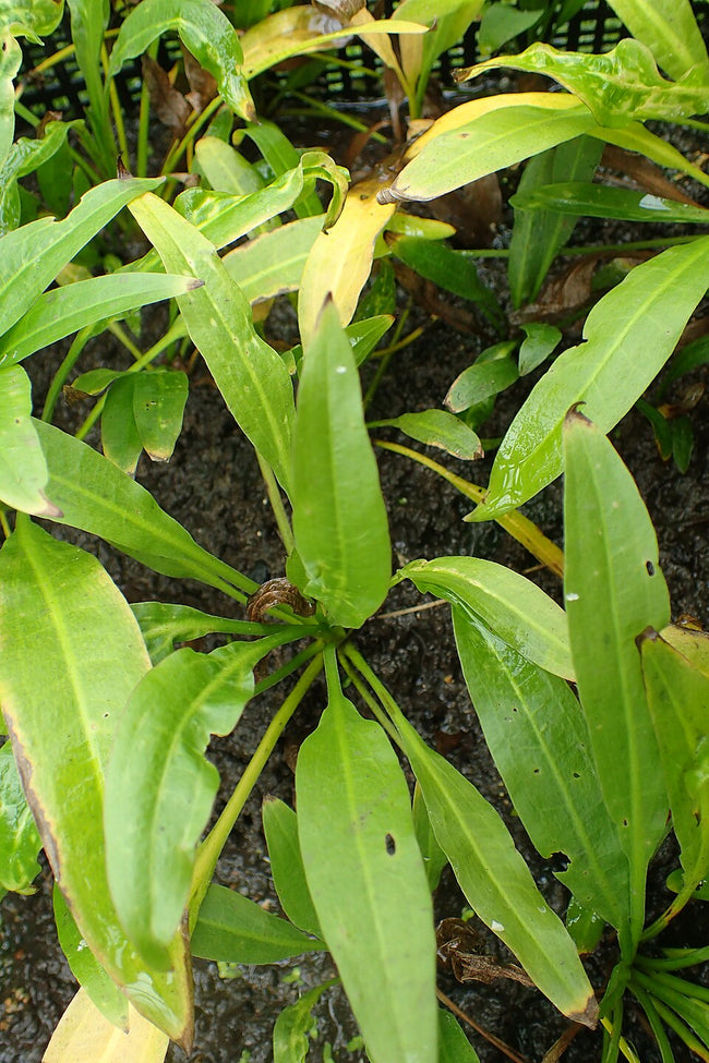 Reference photo of Echinodorus grisebachii (amazonicus)