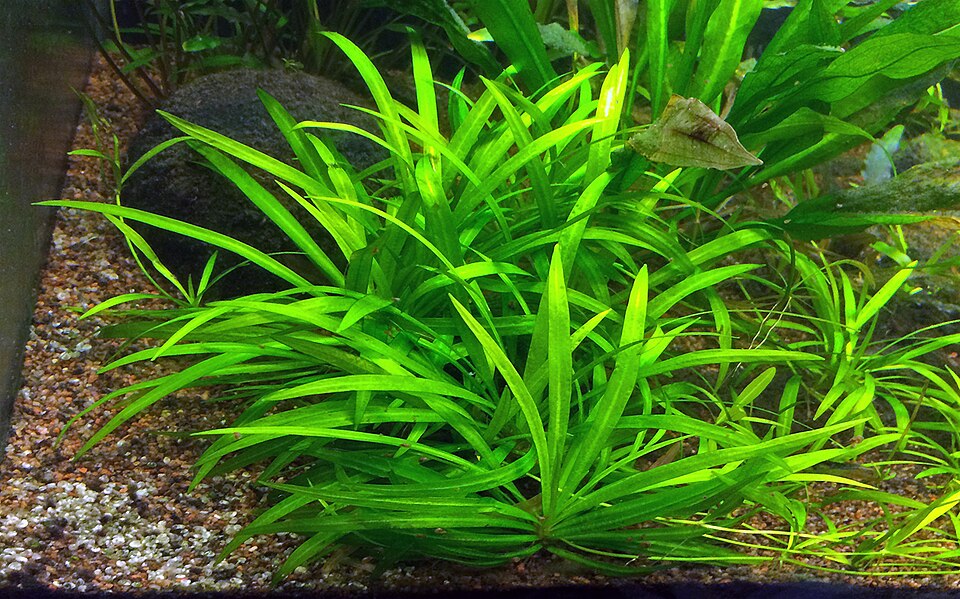 Reference photo of Echinodorus madalengensis