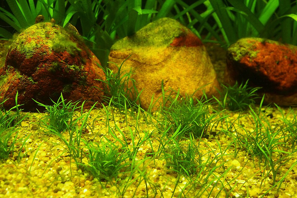 Reference photo of Lilaeopsis novae-zelandiae