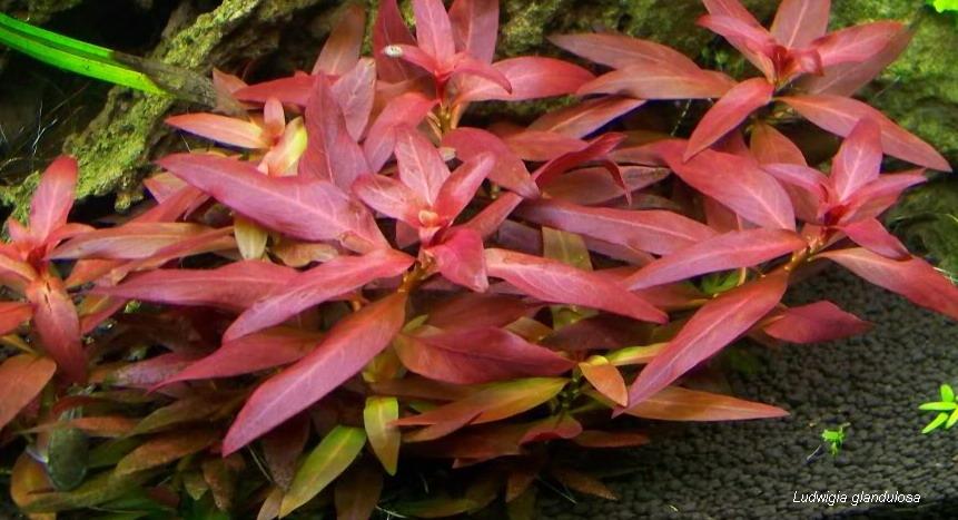 Reference photo of Ludwigia glandulosa (peruensis diamon)