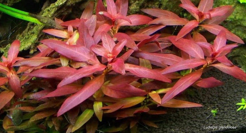 Reference photo of Ludwigia glandulosa (peruensis diamon)