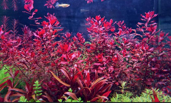 Reference photo of Ludwigia palustris · Red