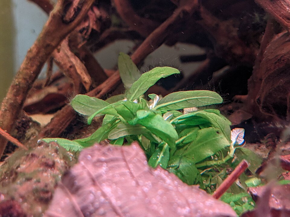 Reference photo of Staurogyne repens