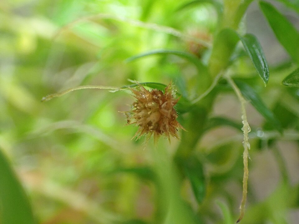 Reference photo of Tonina fluviatilis