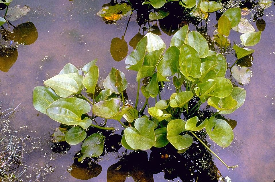 Reference photo of Echinodorus cordifolius (radicans)