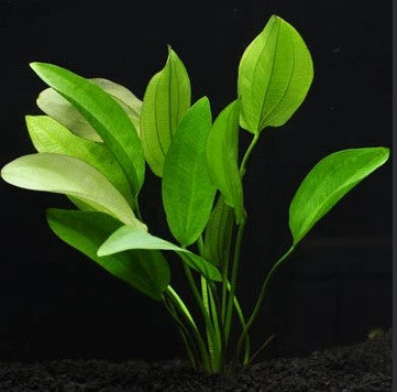 Reference photo of Echinodorus · Oriental