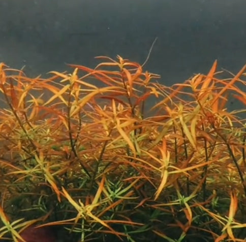 Reference photo of Ludwigia arcuata