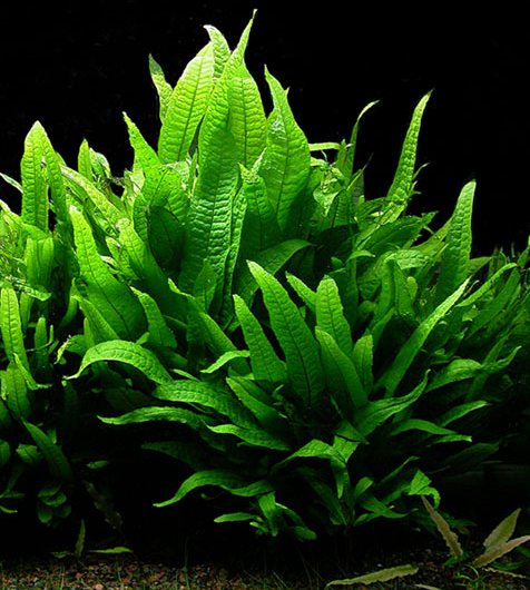 Reference photo of Microsorum pteropus · Large