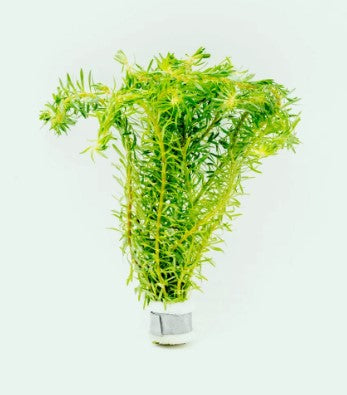 Reference photo of Rotala bossii