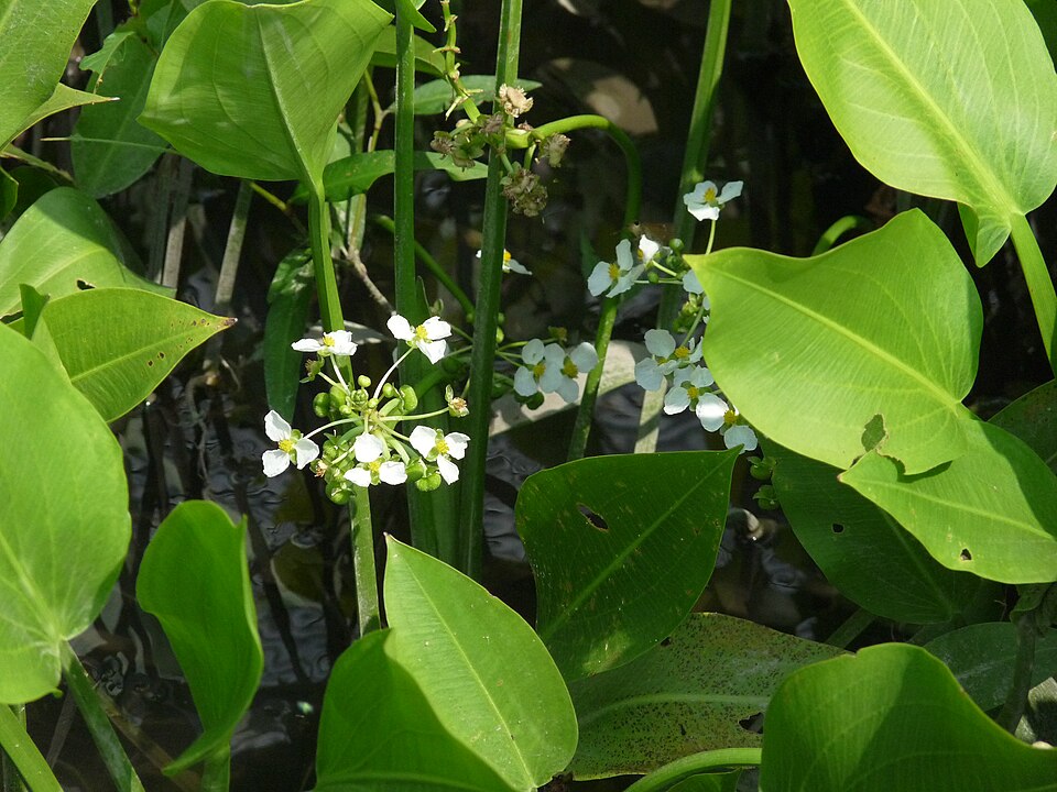 Reference photo of Sagittaria platyphylla