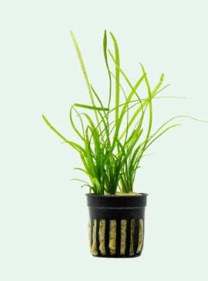 Reference photo of Sagittaria pusilla