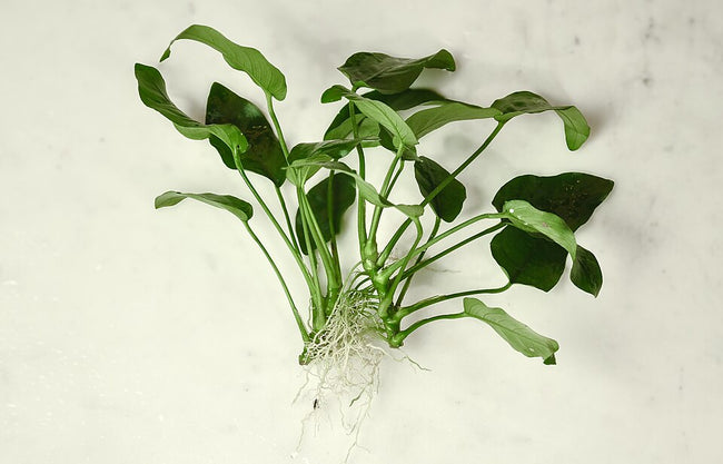 Reference photo of Anubias barteri var. nana