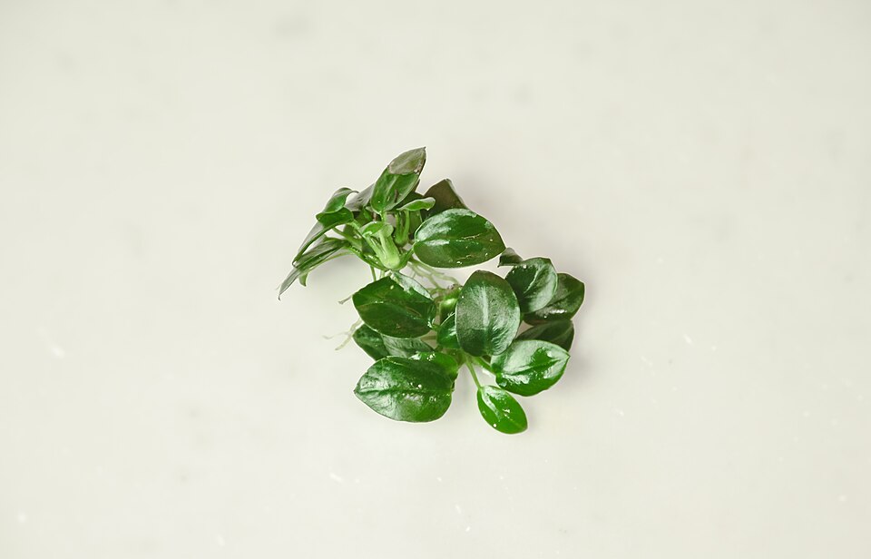 Reference photo of Anubias barteri var. nana · Petite