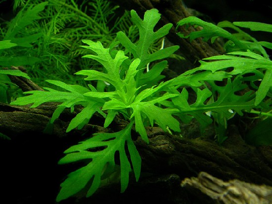 Reference photo of Hygrophila difformis