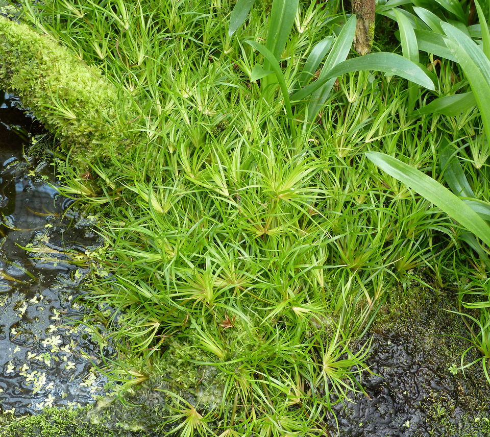 Reference photo of Juncus repens