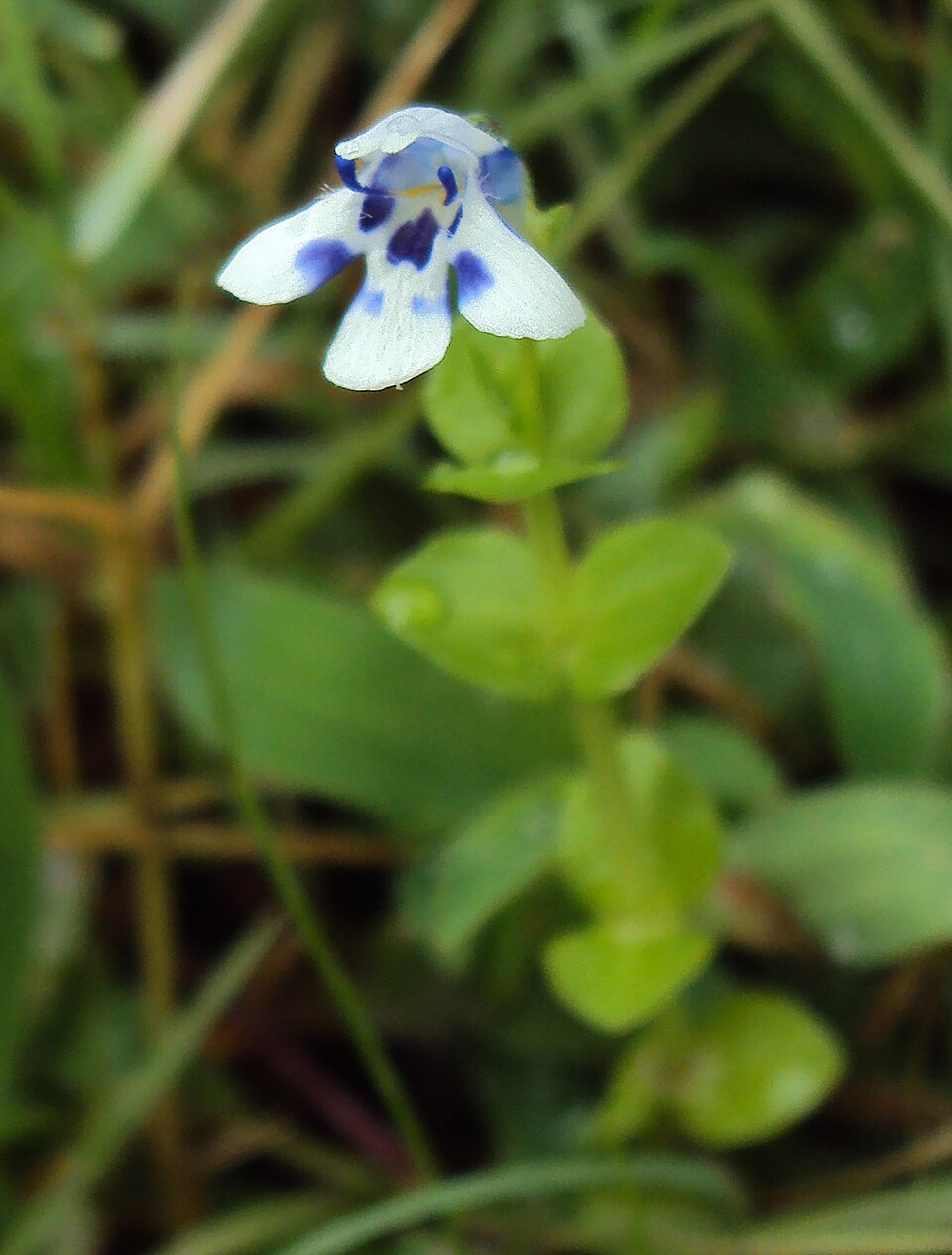 Reference photo of Lindernia rotundifolia