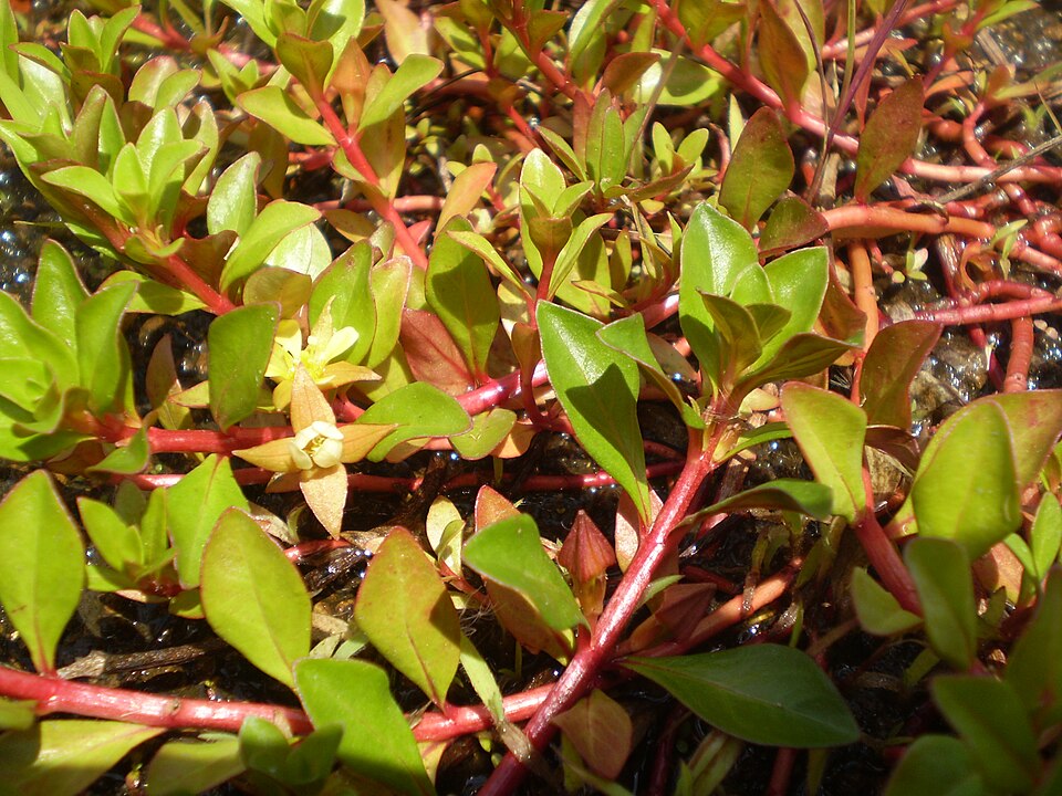 Reference photo of Ludwigia repens