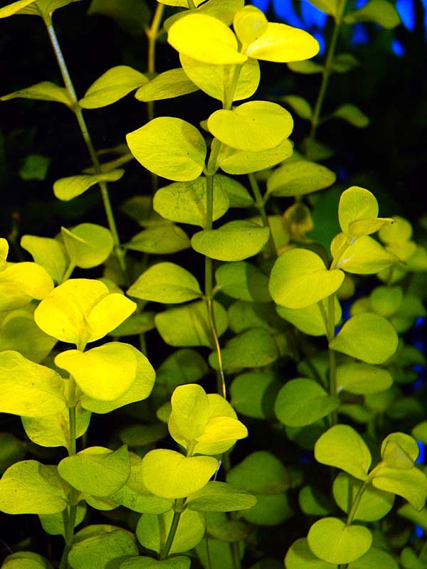 Reference photo of Lysimachia nummularia · Aurea