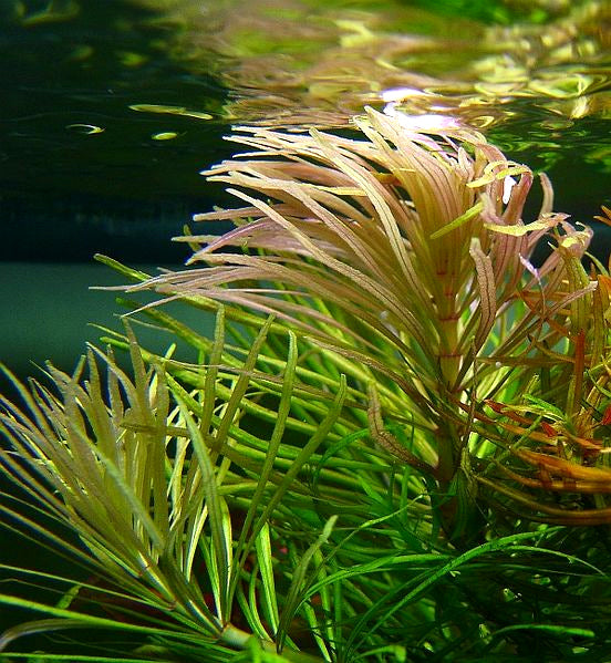 Reference photo of Pogostemon stellatus (Eustralis)