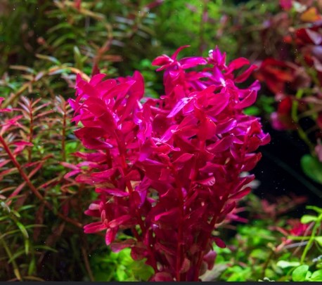 Reference photo of Rotala macrandra · Mini Pink