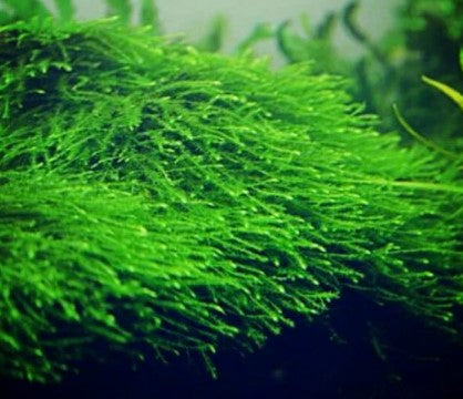 Reference photo of Vesicularia dubyana · Wild (500 g)