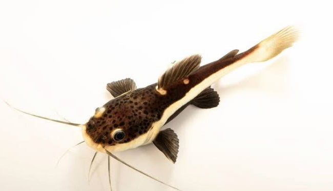 Reference photo of Redtail Catfish