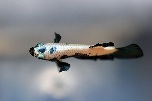 Betta Plakat Blue Rim — reference photo