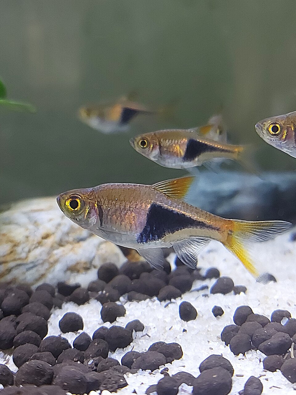 Harlequin Rasbora — reference photo (Trigonostigma heteromorpha)