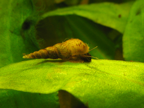 Malaysian Trumpet Snail — reference photo