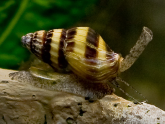 Assassin Snail — reference photo