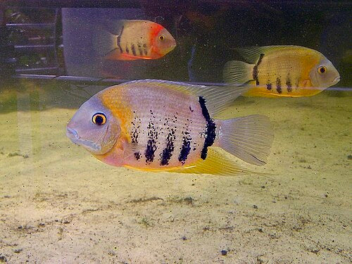 Green Severum — reference photo