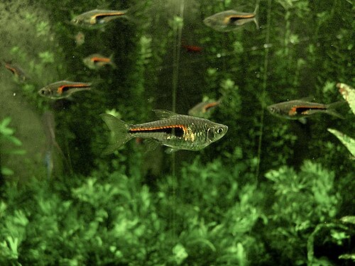 Hengeli Glowlight Rasbora — reference photo
