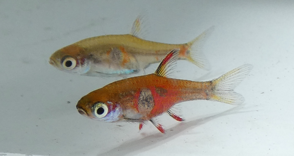 Strawberry Rasbora — reference photo (Boraras naevus)