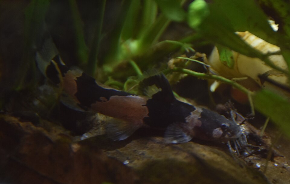 Bumblebee Catfish — reference photo (Microglanis iheringi)