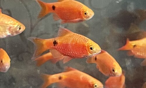 Rosy Barb — reference photo