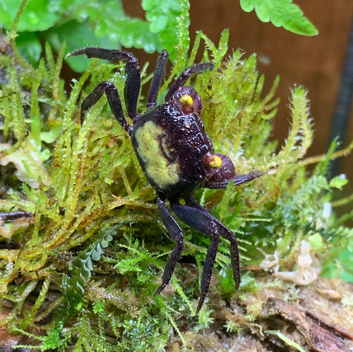 Vampire Crab — reference photo