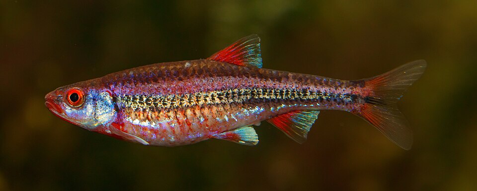 Rainbow Shiner — reference photo (Notropis chrosomus)